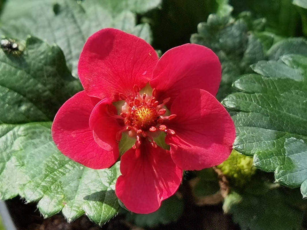 Fragaria x ananassa 'Summer Breeze'
